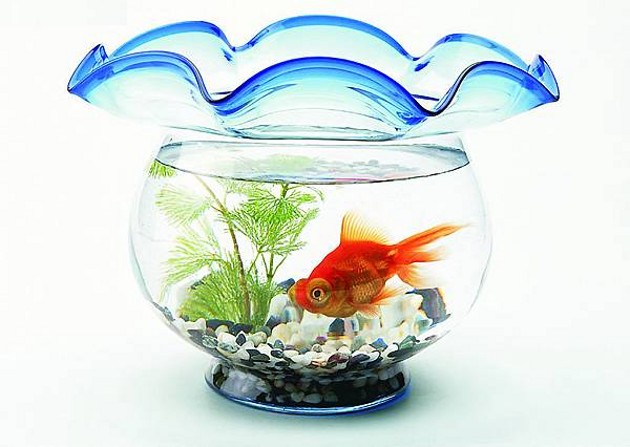 養魚風水