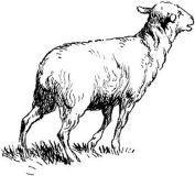 2014馬年十二生肖羊圖
